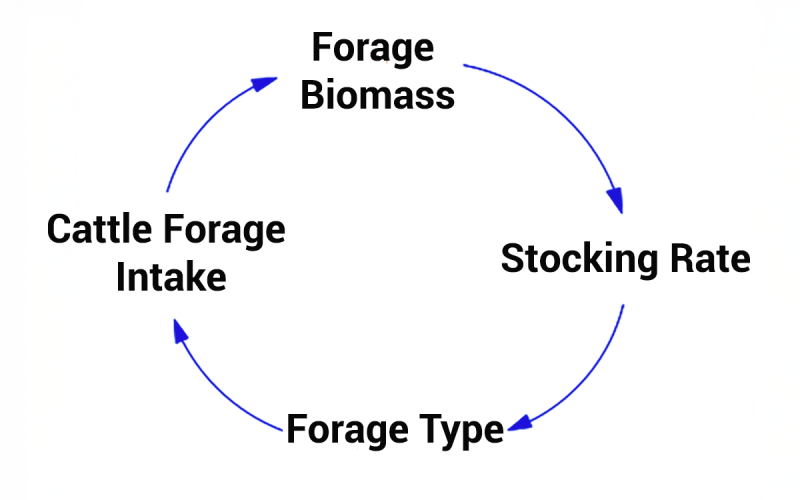 A diagram of three variables that are influenced by and also influence forage biomass. The variables include forage biomass, which is linked to stocking rate by a blue arrow, and to forage type by another blue arrow. Forage type is then connected to cattle forage intake by a blue arrow, and finally, cattle forage intake is linked back to forage biomass by a blue arrow.