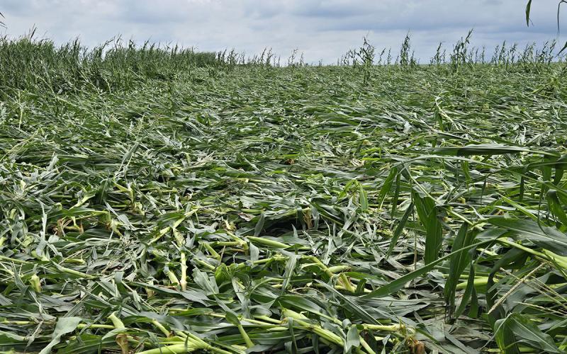 A cornfield with severely wind-injured corn throughout.
