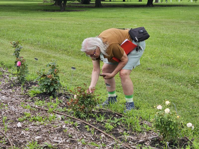 A woman with white hair bends down to check a rose plant