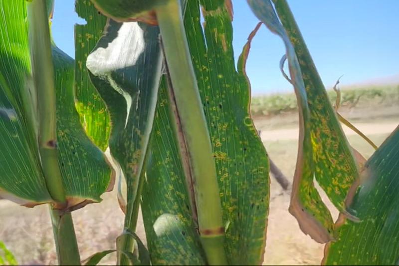 Corn leaf covered with Southern Rust (small, orange-brown pustules) and Tar Spot (black spots)