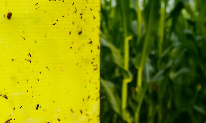 A yellow, sticky insect trap alongside a corn field.