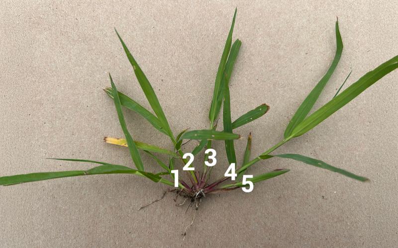 A picture of a green, smooth crabgrass plant with a white background. One through five are present to show the number of tillers.