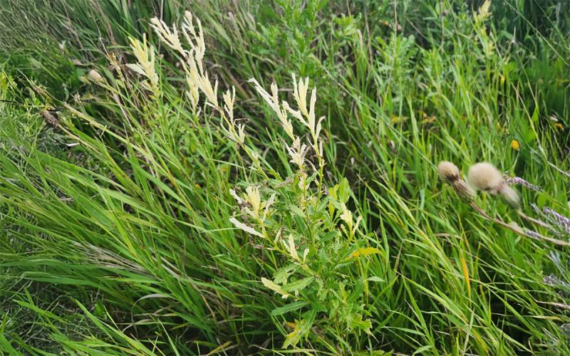 Green Canada thistle with whitened leaves at the top. Various green plants throughout.