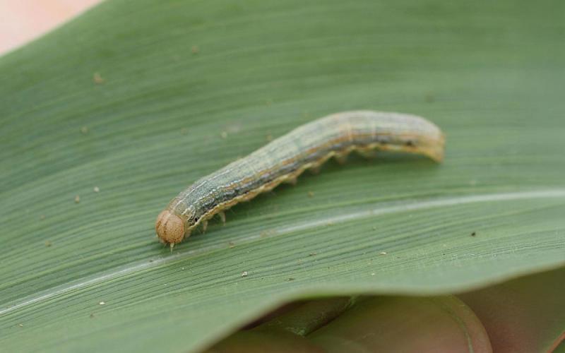 True armyworm caterpillar on a corn leaf.
