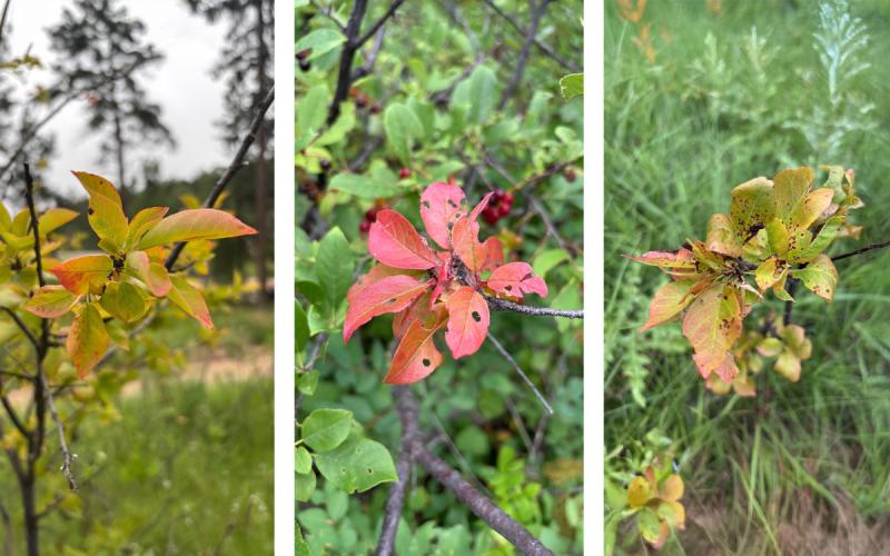 Three chokecherry trees exhibiting various x-disease symptoms on their foliage.