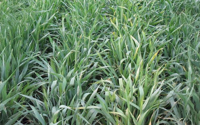 Green winter wheat on the left with green winter wheat on the right with yellow spots/streaks throughout.