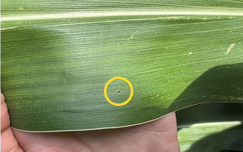 Green corn leaf with one dark spot, highlighted by yellow circle.