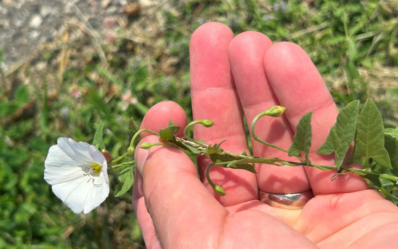 A green field bindweed with a white flower at top.
