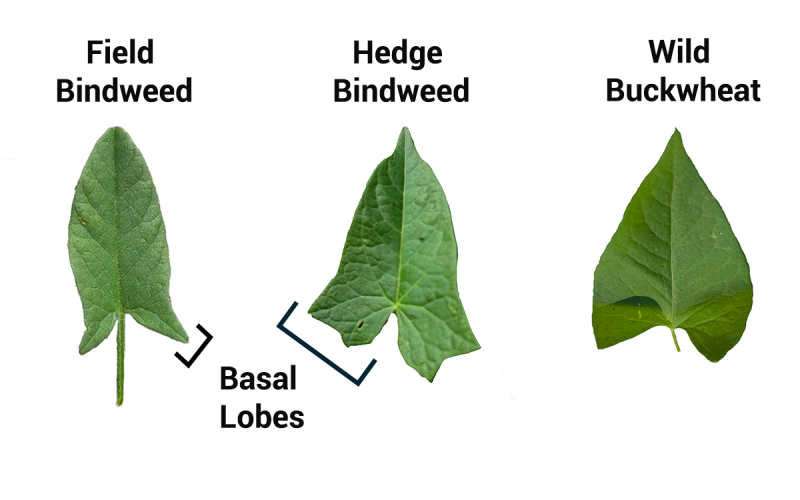 Three green leaves in a row. A label, “Basal Lobes” is shown in between the first two leaves.