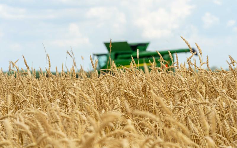 Combine harvesting wheat.