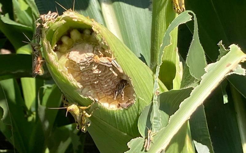 Multiple grasshoppers feeding on a corn ear.