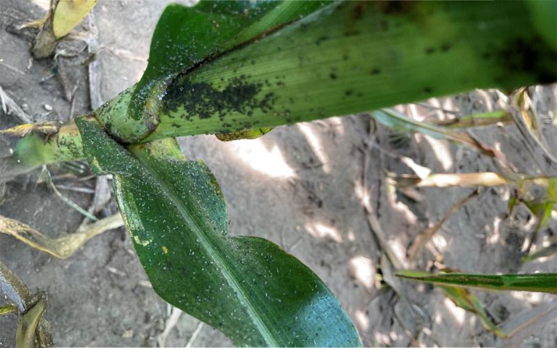Green plant with evidence of honeydew and an aphid colony.