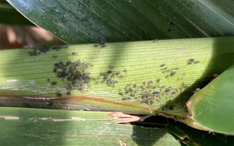 Green aphids on a green corn stalk.