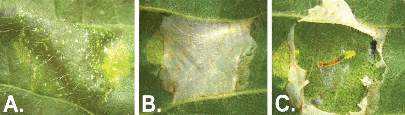 Soybean leaf with mined area dying over time. The insect behind the mine is a green caterpillar.