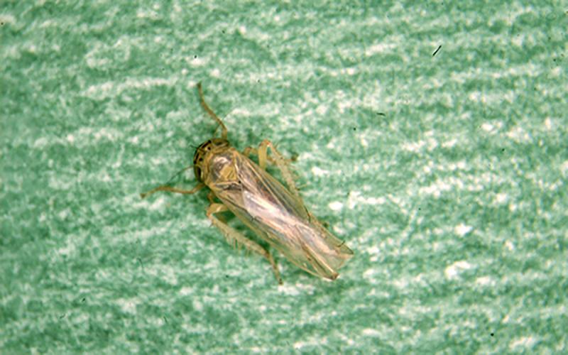 Aster Leafhopper on a plant.