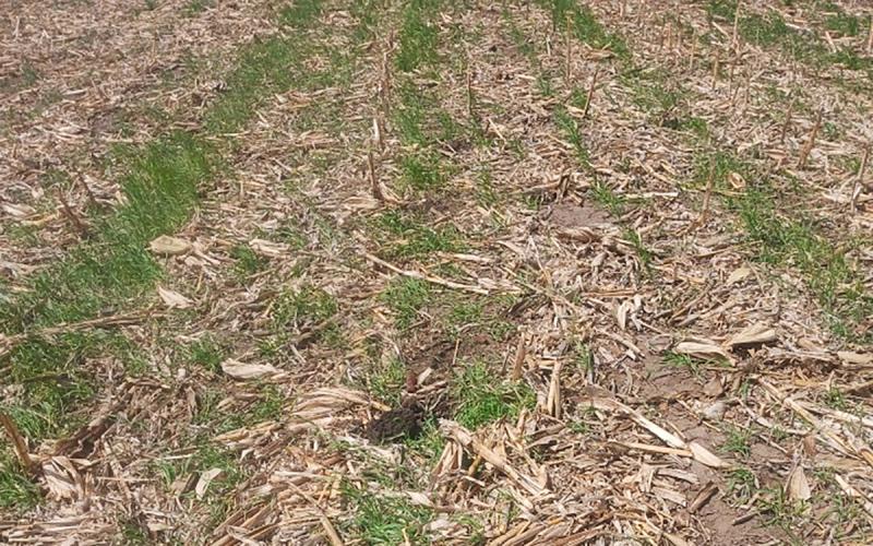 Rye growing in in a no-till field.