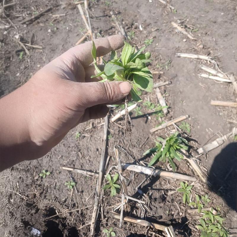 Hand holding a small camelina plant in a field planted with camelina cover crops.