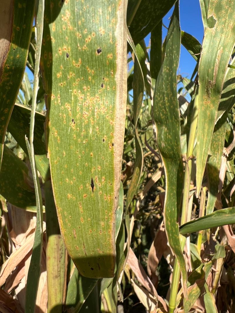 A corn leaf is shown