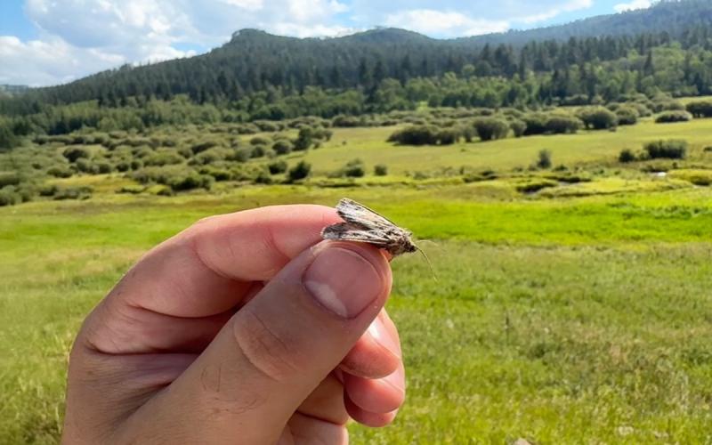 A hand holding a brownish gray moth with a valley of green grass and trees in the background.