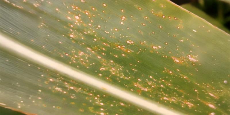 A green corn leaf with yellow to brown spots throughout.