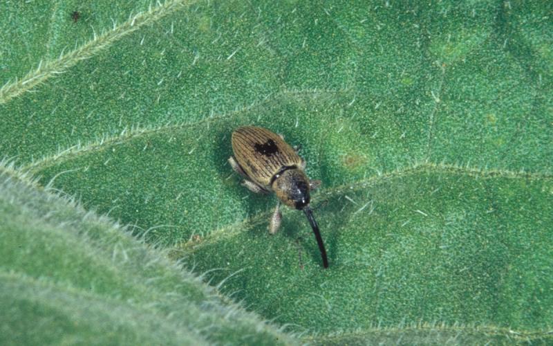 Adult red sunflower seed weevil on sunflower leaf.