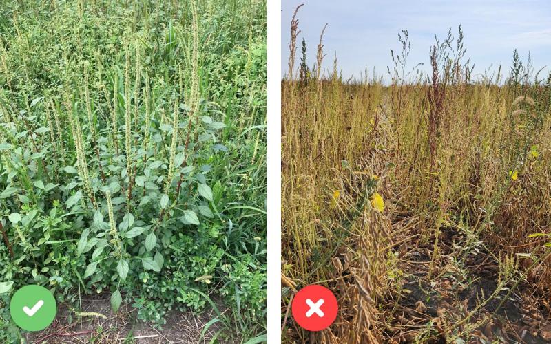 Left: A green Palmer amaranth weed surrounded by various other green plants. Right: Yellow waterhemp weeds with green to yellow plants surrounding.