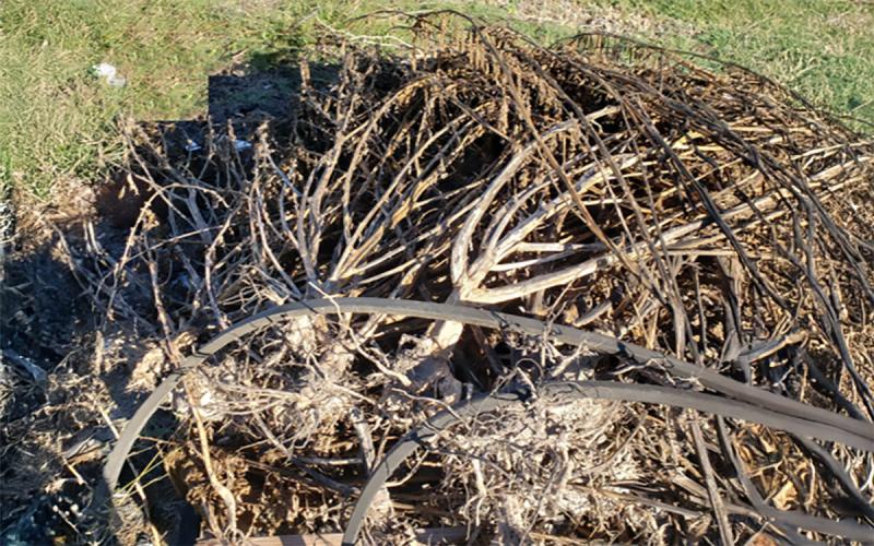 A bundle of brown Palmer amaranth plants.