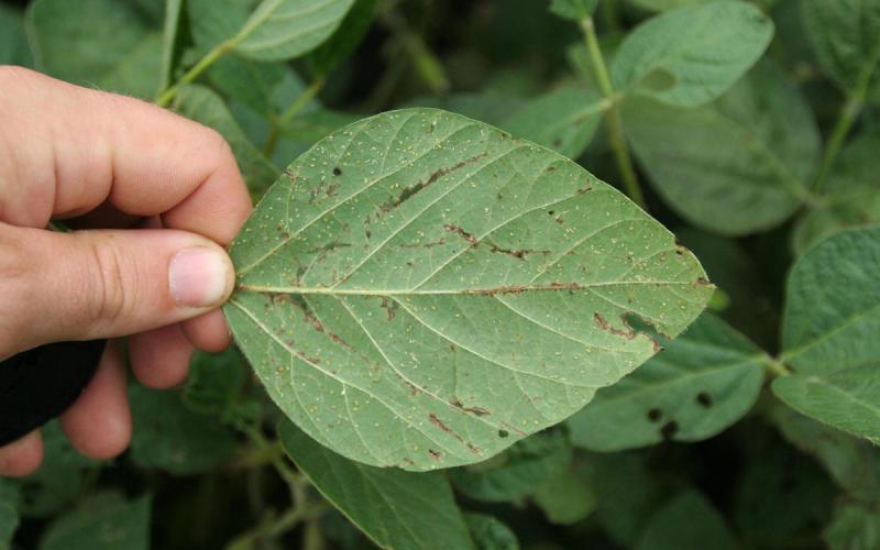 Hand folding back a soybean leaf revealing several soybean aphids.