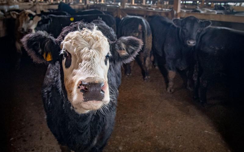 Cattle gathered in a sale barn.