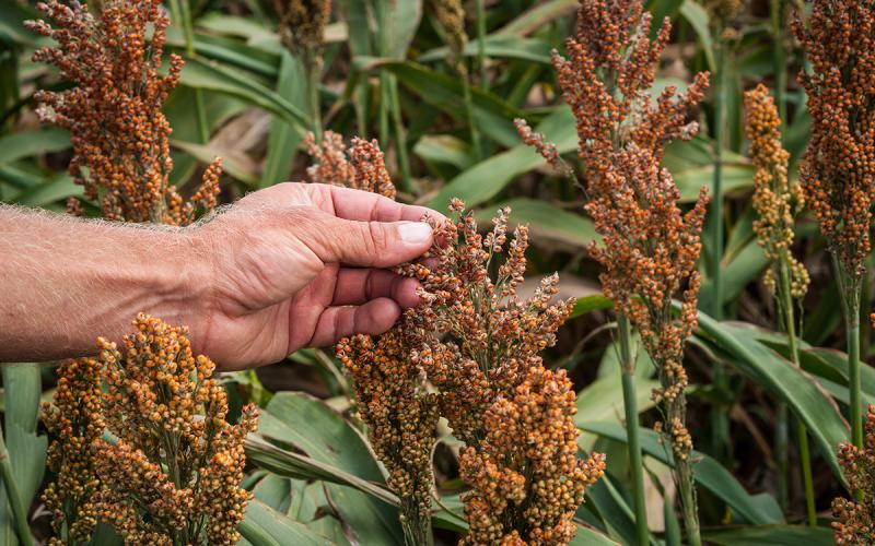 Producer examining a head of milo growing in a field.