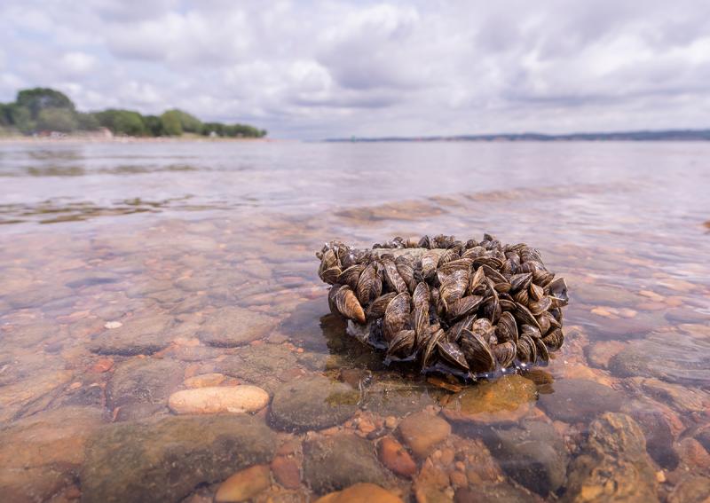 Zebra mussels on a rock along a shoreline.