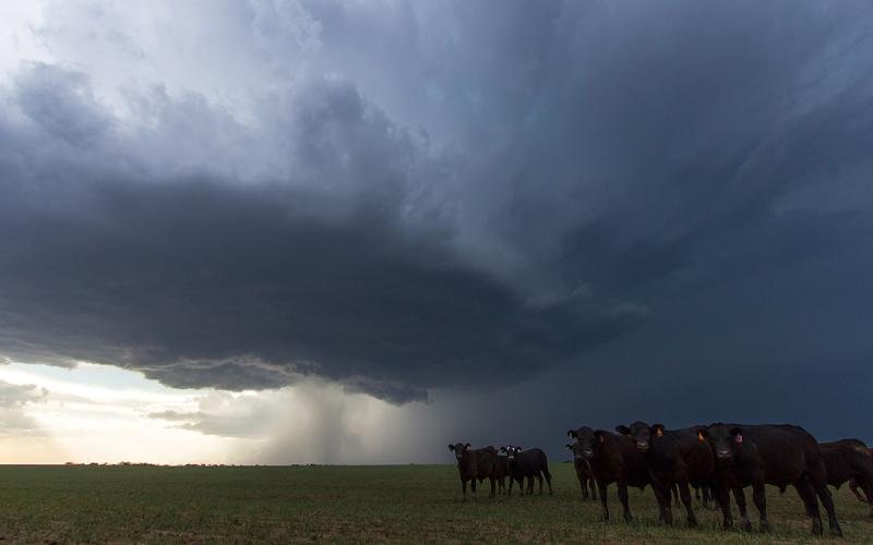 Small group of black beef cattle in a pasture with a severe storm developing in the distance.