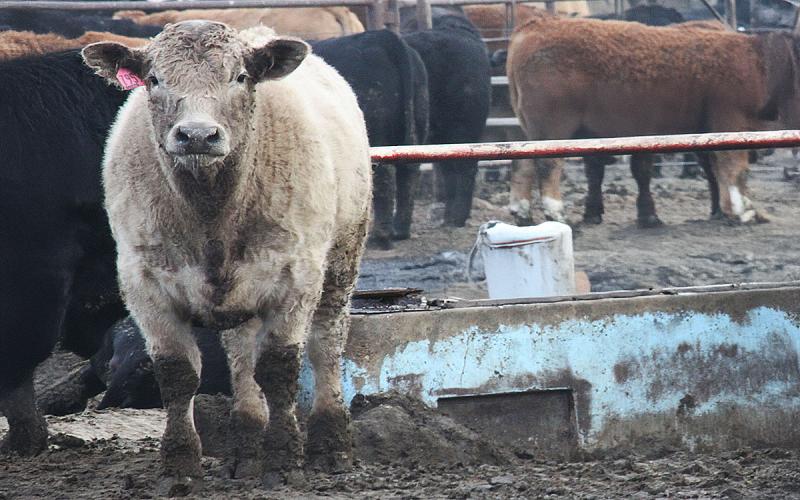 Calves in a muddy feedlot.