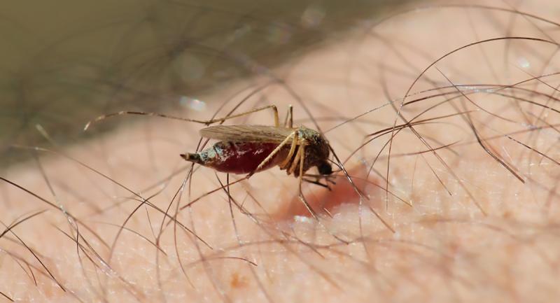 Gray mosquito on an arm biting it and extracting blood.