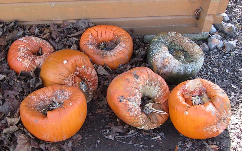 Several decaying pumpkins with visible mold growth throughout their exterior.