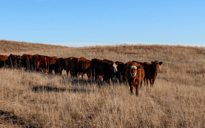 Small group of cattle grazing fall pasture.