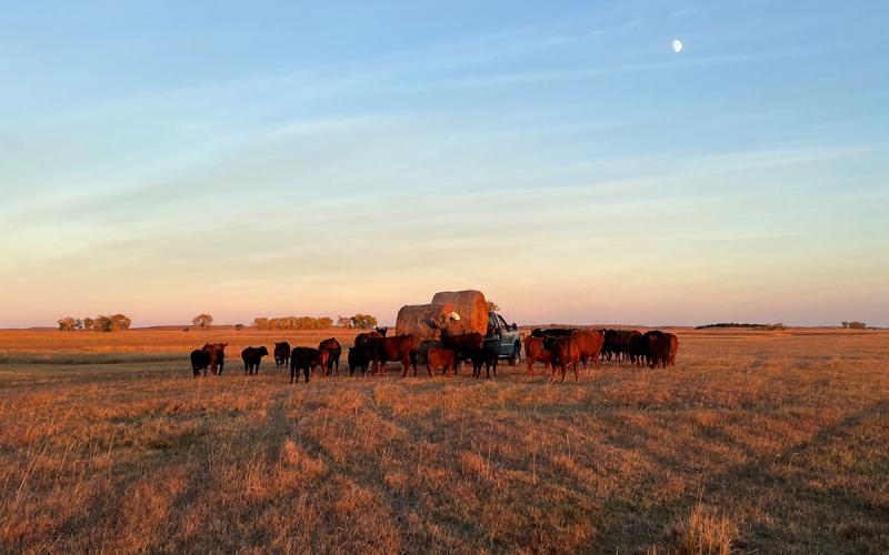 Group of cattle gathered around a truck with large, round bales in a fall pasture.