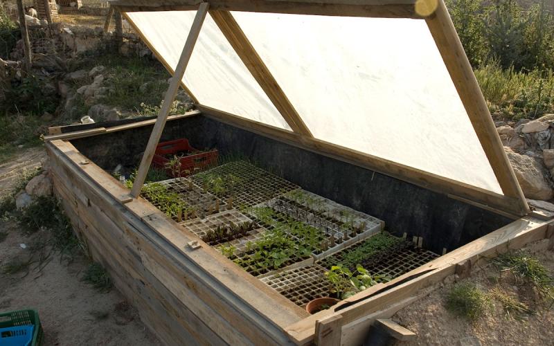Wooden cold frame built into a hill in a back yard.
