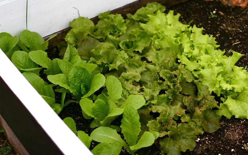Leafy green vegetables growing in a wooden cold frame.