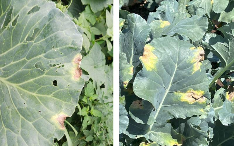 Two broccoli plants exhibiting early black rot symptoms.