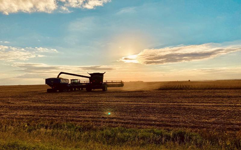 Combine harvesting soybean.