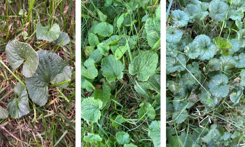 Examples of Wild violet, Creeping Bellflower, and Ground Ivy growing on a lawn.