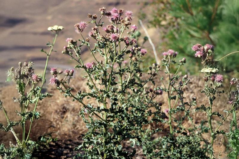 Canada thistle plant growing on a property during early fall.