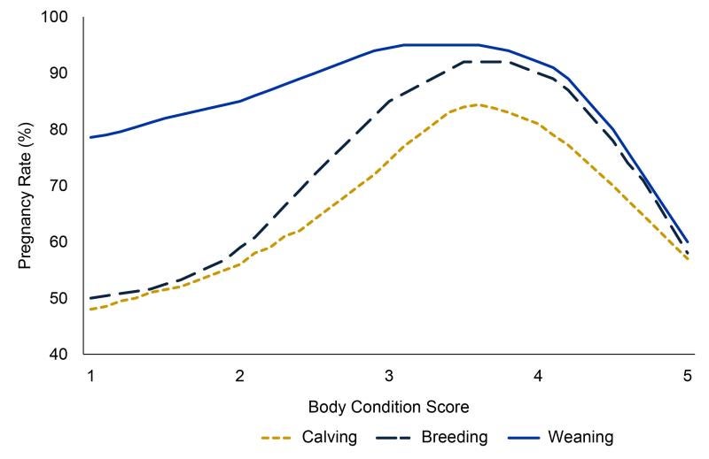 Graph showing pregnancy rates of bison over various body condition scores during various reproduction phases.