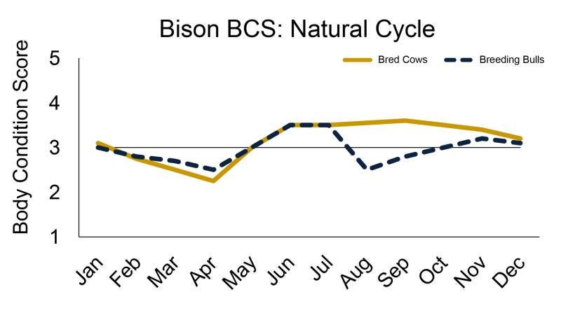 Graph showing the natural cycle of bison body condition scores.