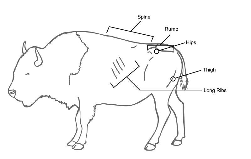 The five focal anatomic landmarks for body condition scoring on bison.