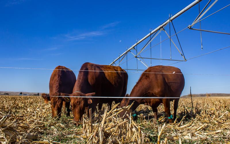 Group of cattle grazing corn stalks near Pierre, South Dakota.