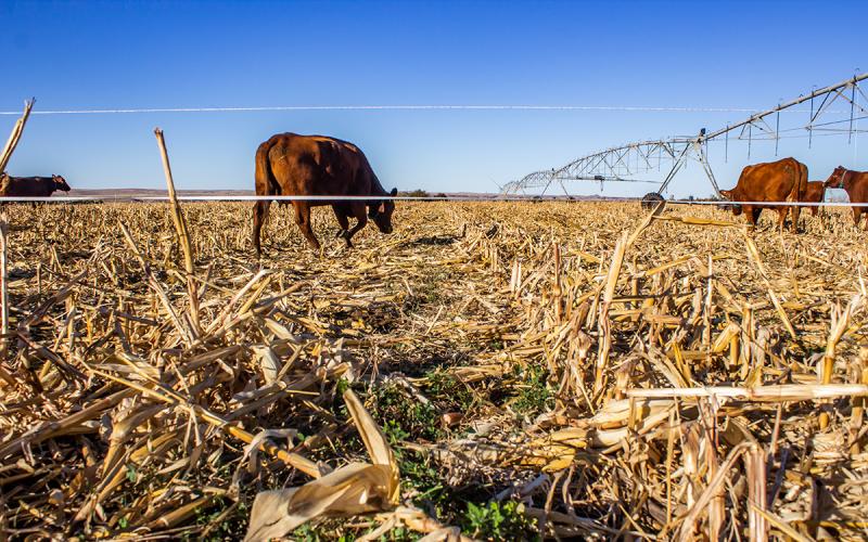 Cattle grazing corn residue near Pierre, South Dakota.