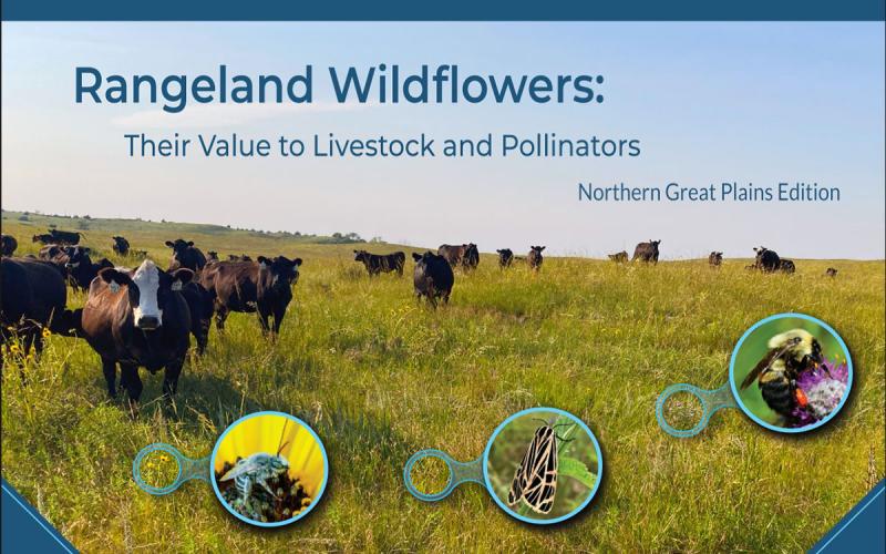 Cover page of the publication, Rangeland Wildflowers: Their Value to Livestock and Pollinators.