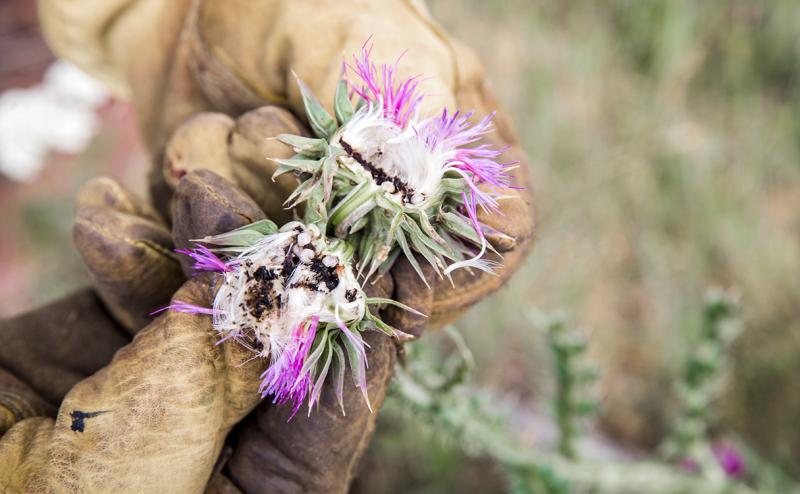Gloved hands examining a musk thistle seedhead.